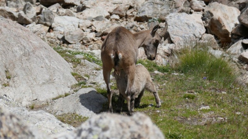 Bébé bouquetin tétant sa mère, au Refugio Pagari