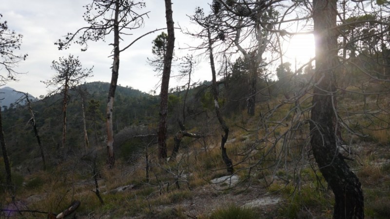 La nature se reconstruit après le feu