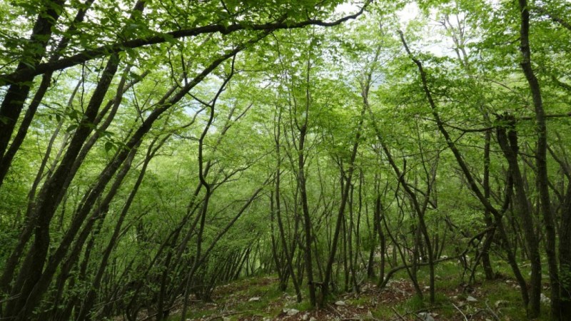 La montée en sous-bois vers le Mont Ours