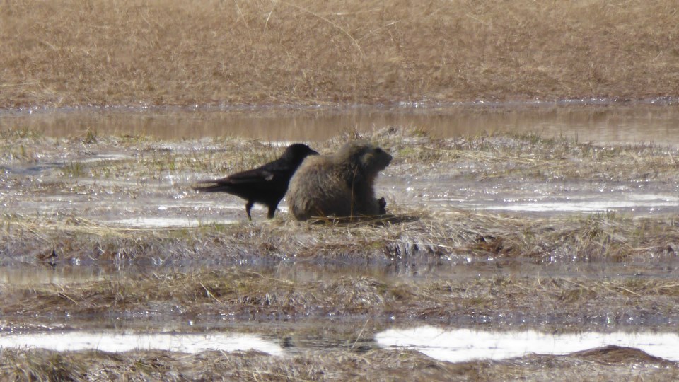 Le choucas et la marmotte